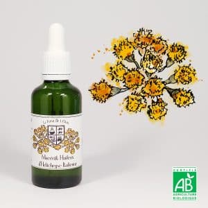 Macérât Huileux d'Hélichryse italienne