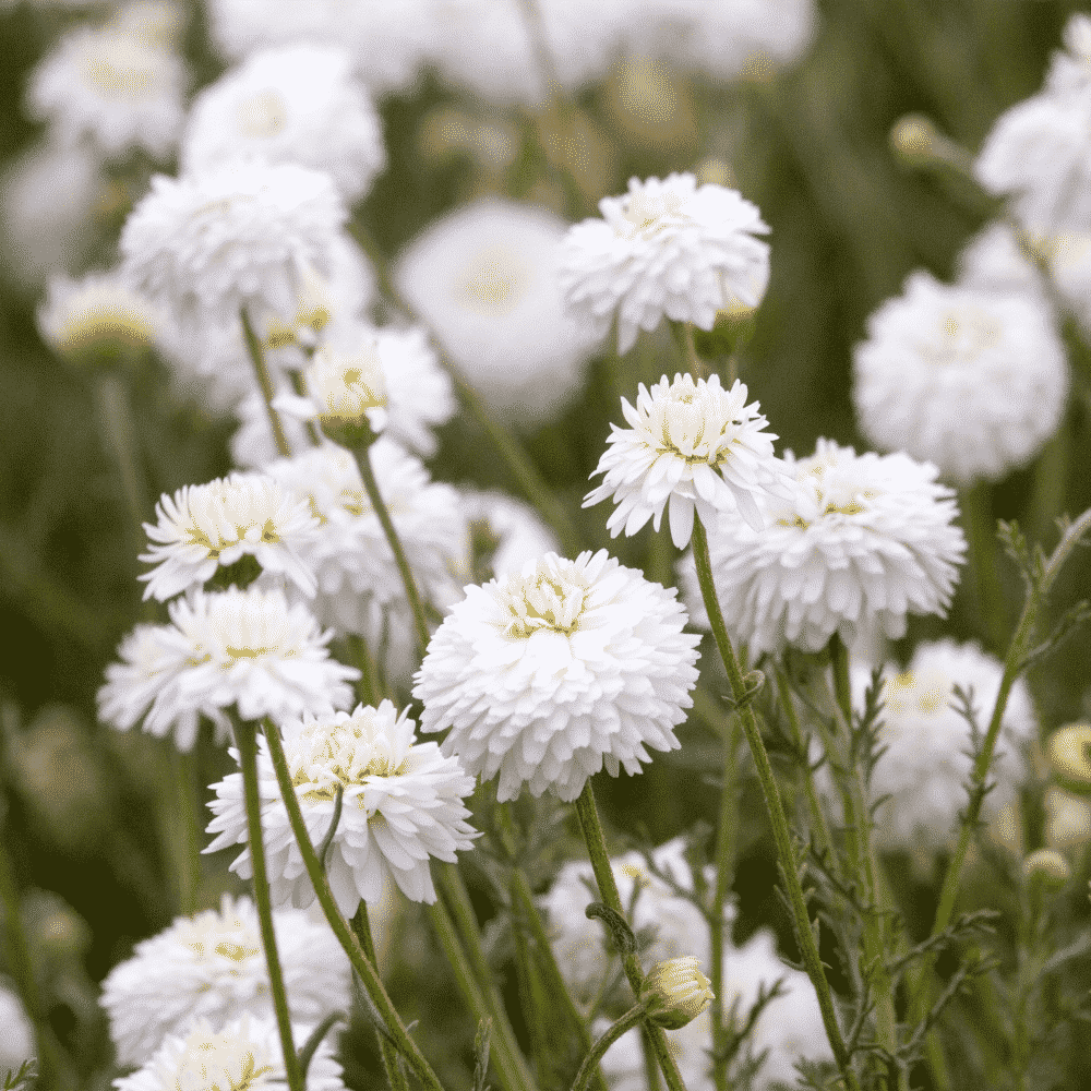 Sirop Bio Camomille romaine La Ferme de l'Ours