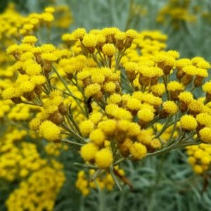 hélichryse italienne