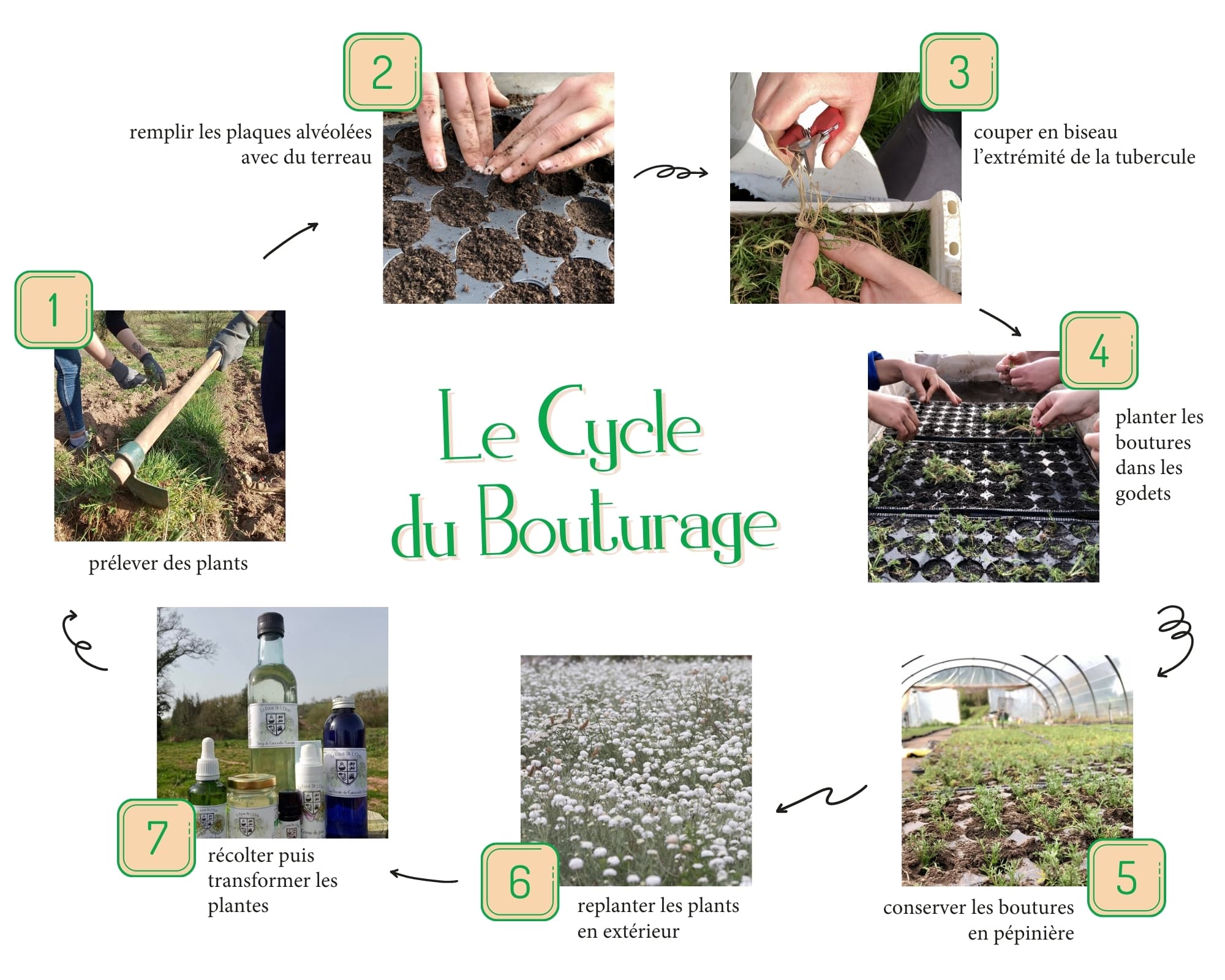 cycle du bouturage